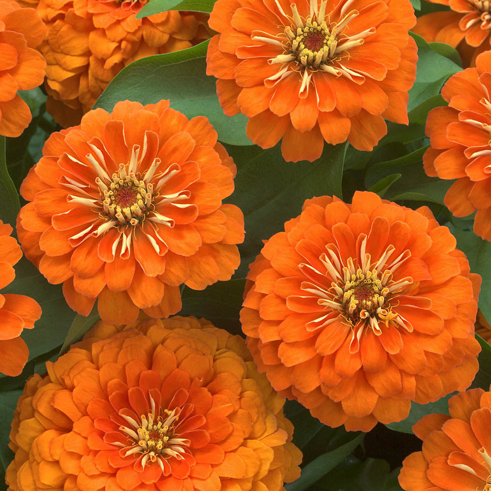 Zinnia Seeds – Orange