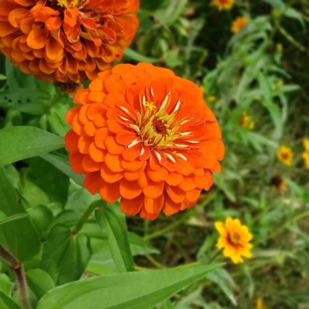 Zinnia Seeds – Orange King