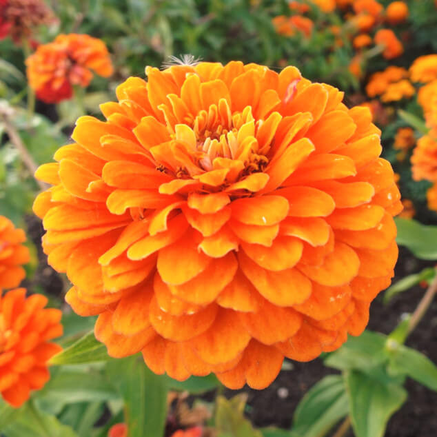 Zinnia Seeds – Orange King