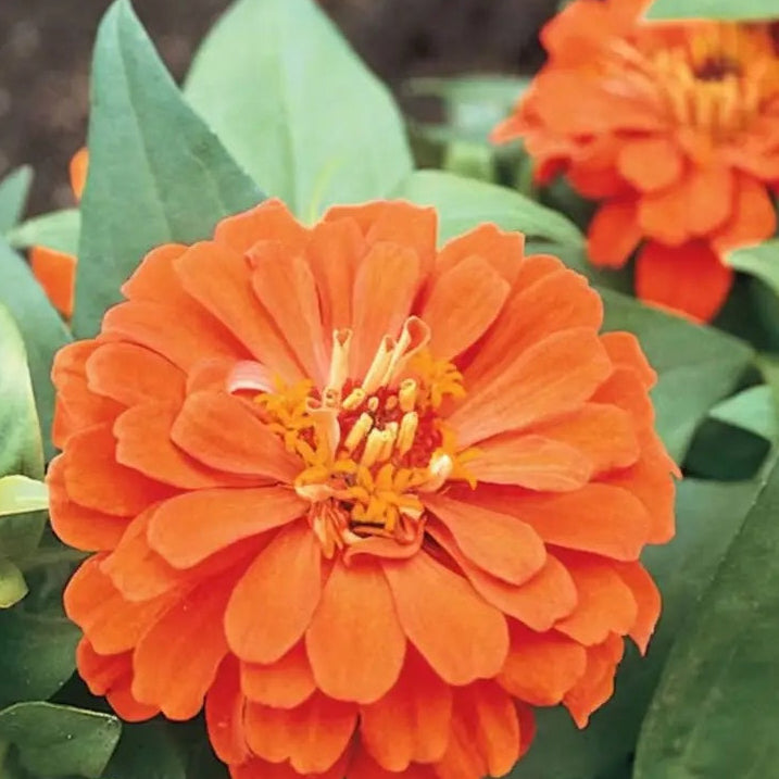 Zinnia Seeds – Orange