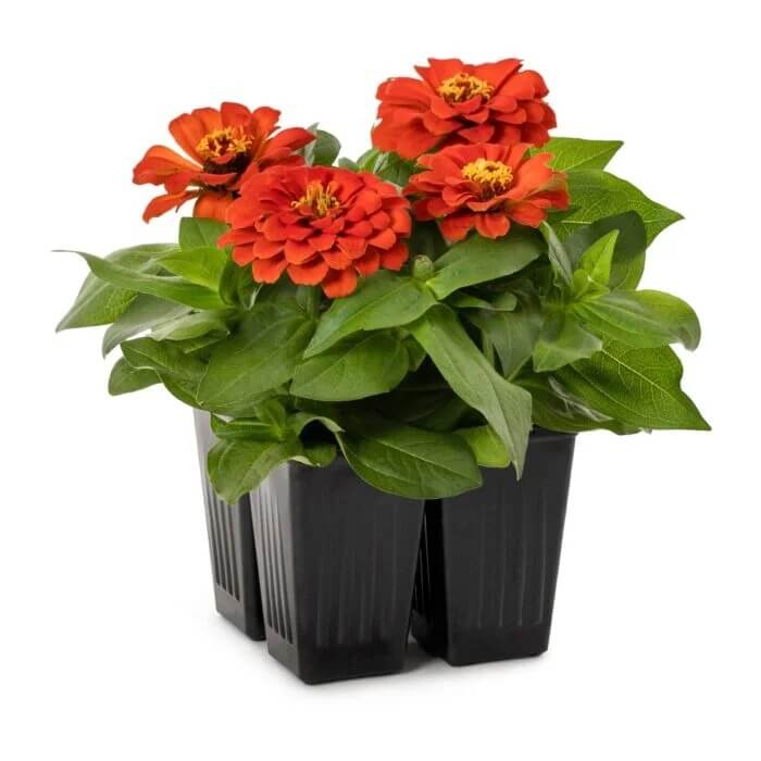 Zinnia Orange Seeds