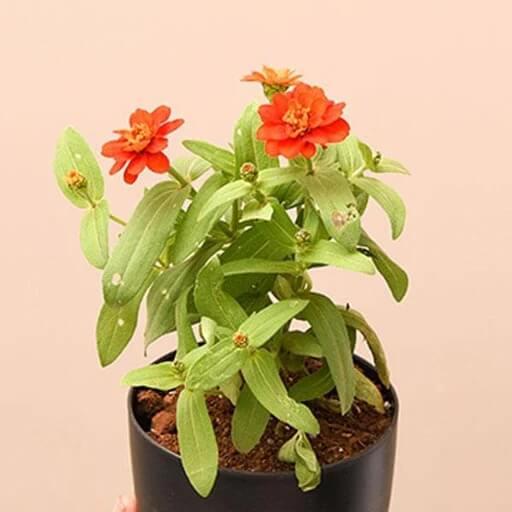 Zinnia Orange Seeds