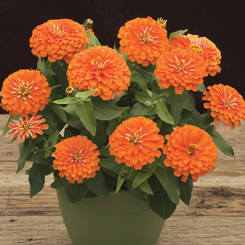 Zinnia Orange Seeds 
