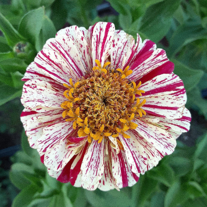 Zinnia Seeds – Peppermint Stick