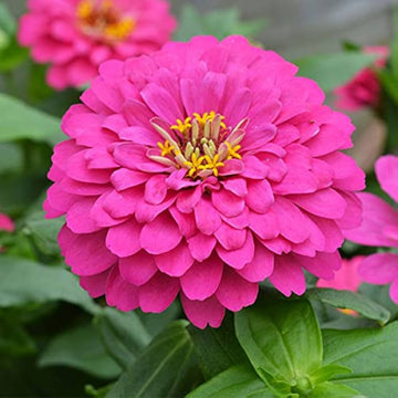 Zinnia Seeds – Pink