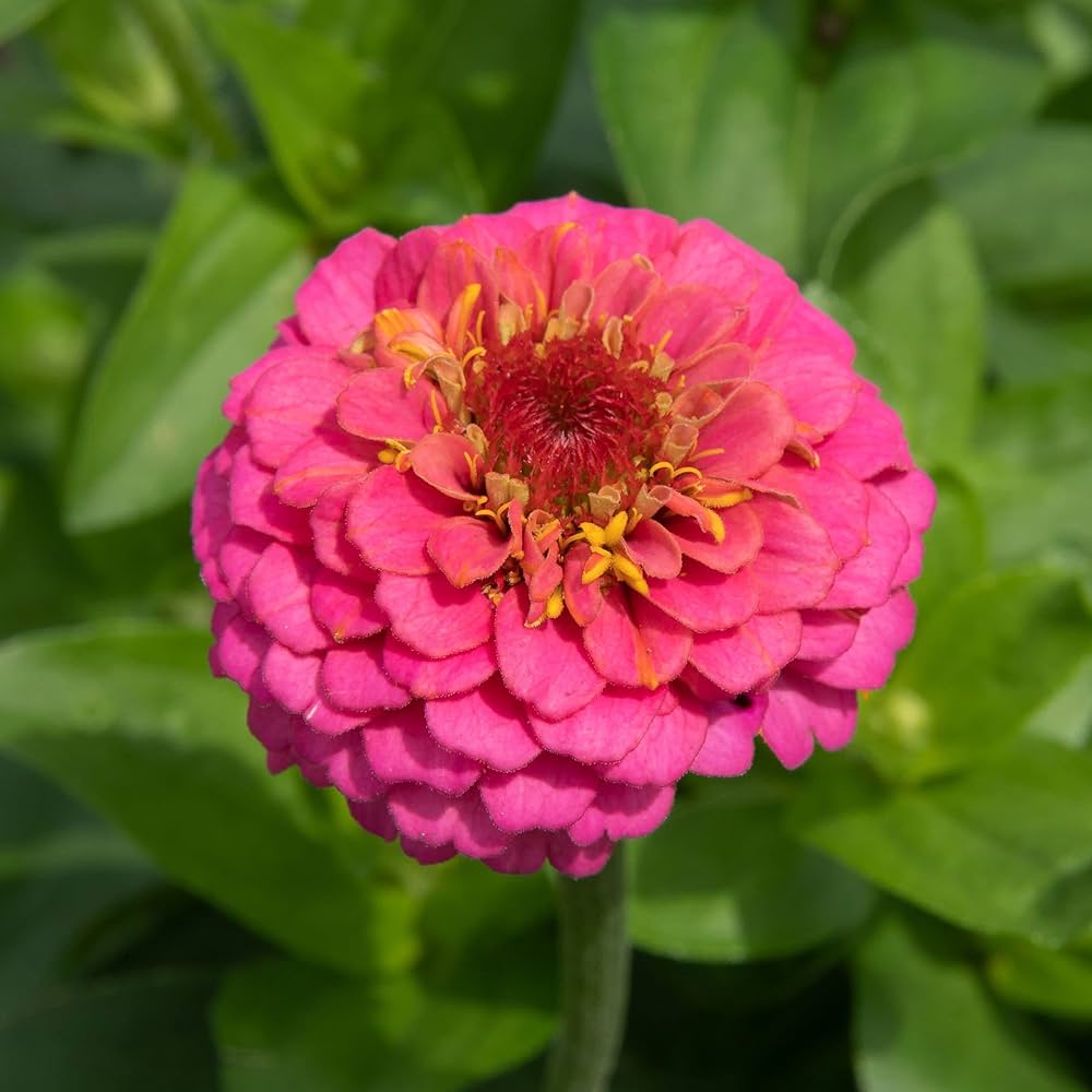 Zinnia Seeds – Pink