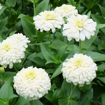 Zinnia Seeds – Polar Bear