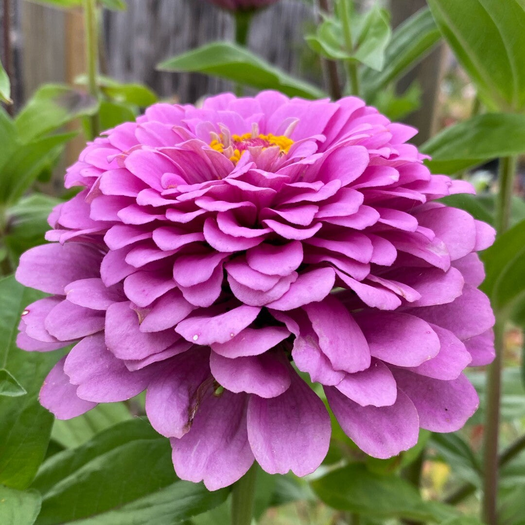 Zinnia Seeds – Purple