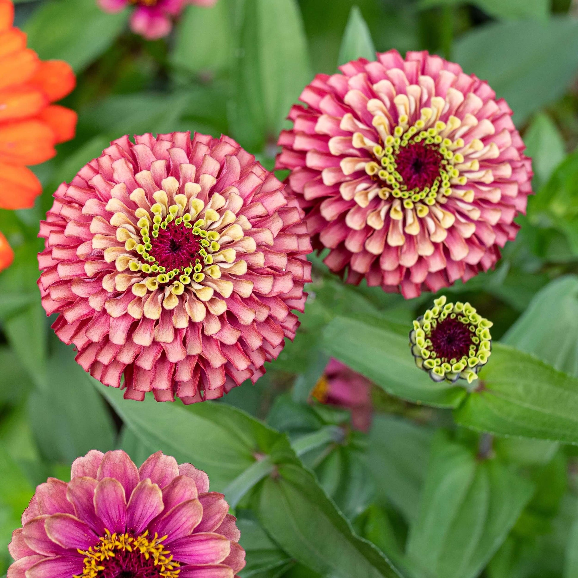 Zinnia Seeds – Queeny Lime Red
