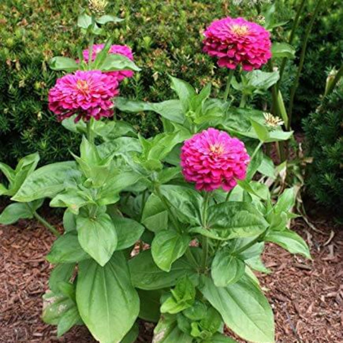 Zinnia Seeds