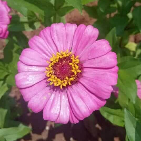 Zinnia Seeds - All In One For Home Gardens