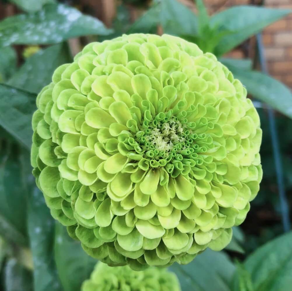 Zinnia Seeds - All In One For Home Gardens