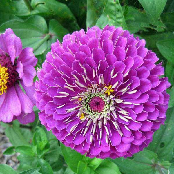 Zinnia Seeds - All In One For Home Gardens