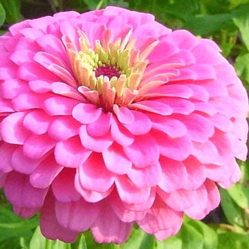 Zinnia Seeds - Benary Giant Pink