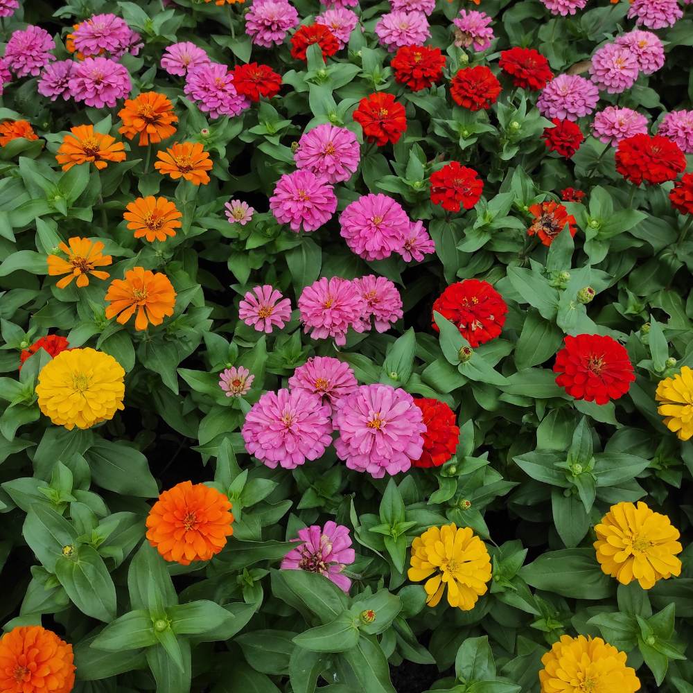 Zinnia Seeds - Bright Mix