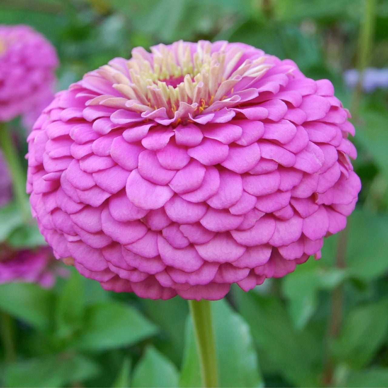 Zinnia Seeds - Purple Prince
