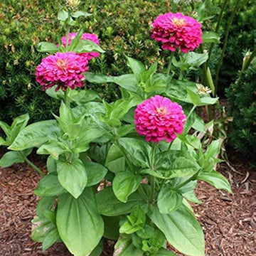 Zinnia Seeds