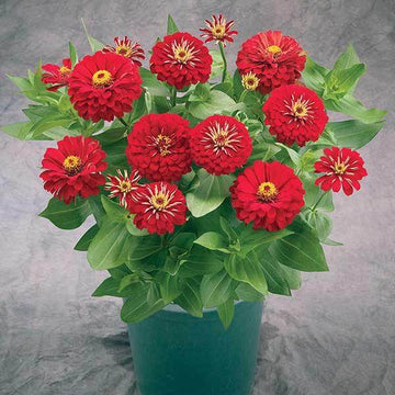 Zinnia Seeds