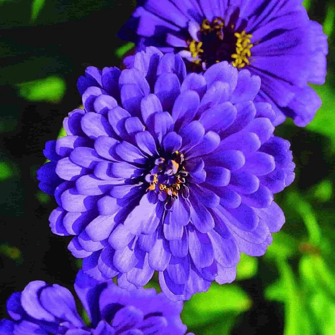 Zinnia Seeds – Blue
