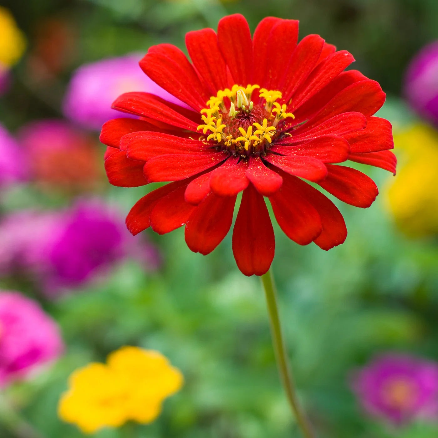 Zinnia Seeds – Bright Red