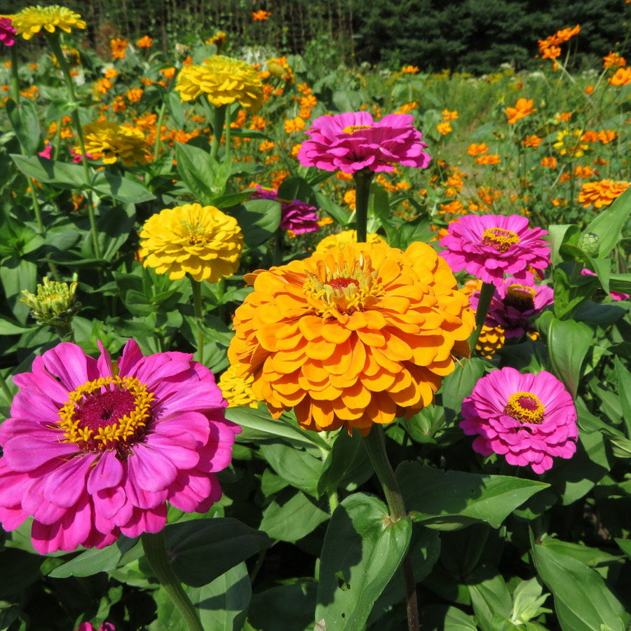 Zinnia Seeds – California Giant