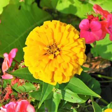 Zinnia Seeds – Canary Bird