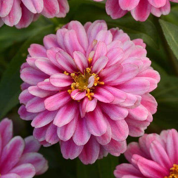 Zinnia Seeds – Double Mixed