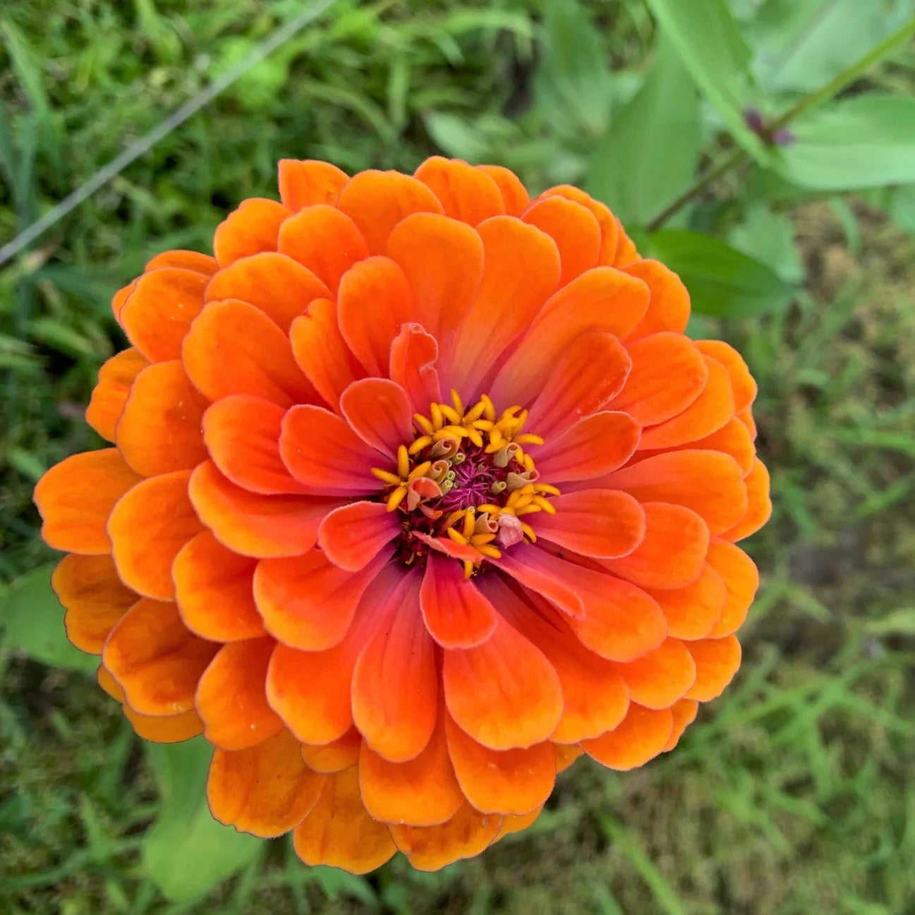 Zinnia Seeds – Elegans Orange
