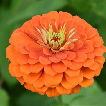 Zinnia Seeds – Orange King