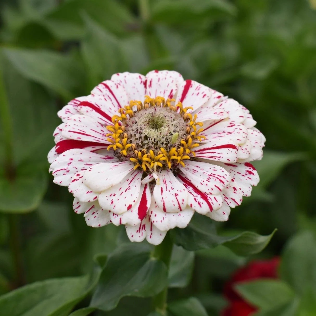 Zinnia Seeds – Peppermint Stick