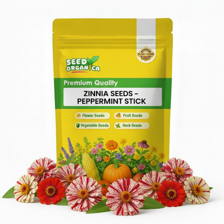 Zinnia Seeds – Peppermint Stick