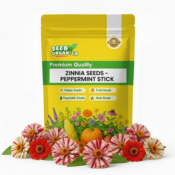 Zinnia Seeds – Peppermint Stick