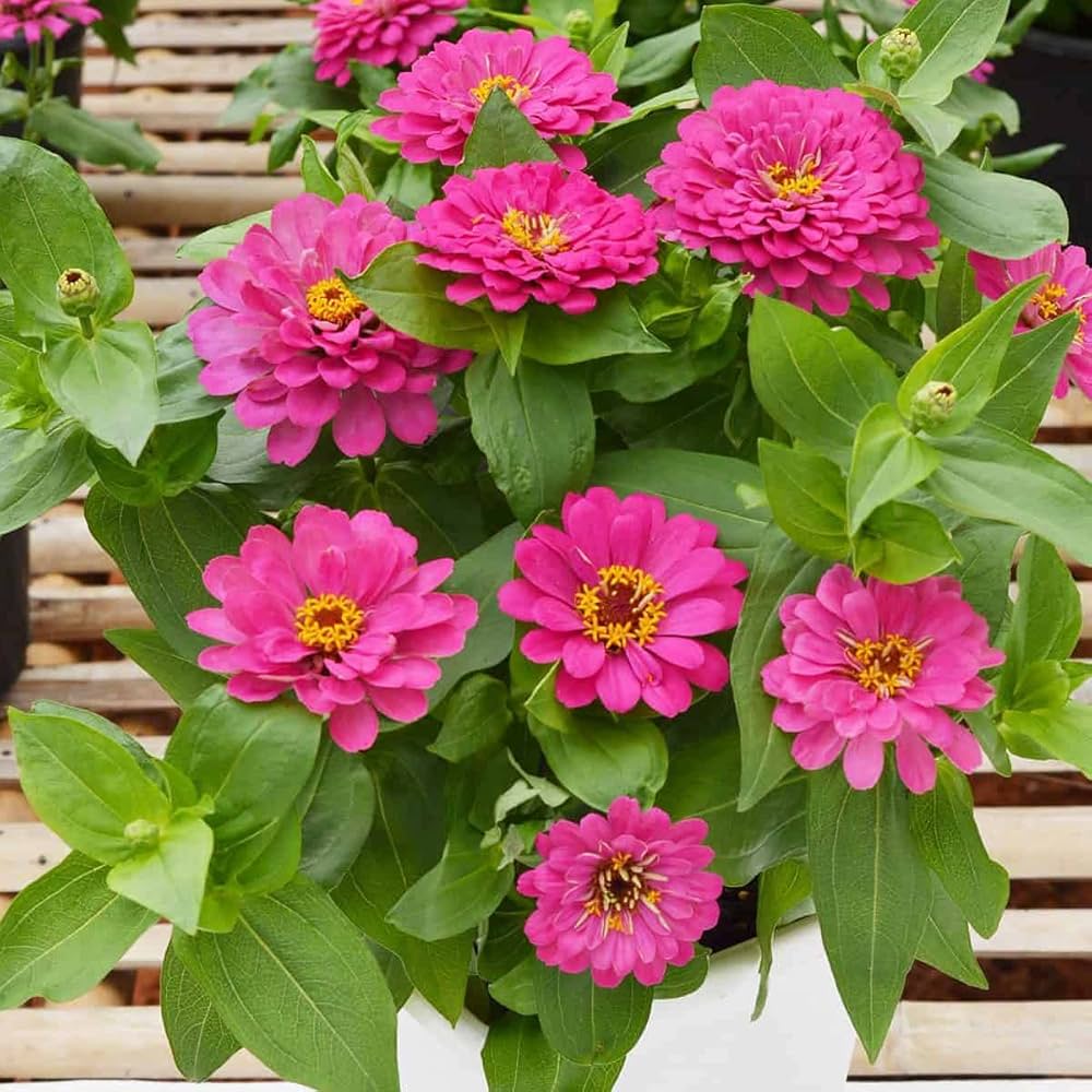 Zinnia Seeds – Pink