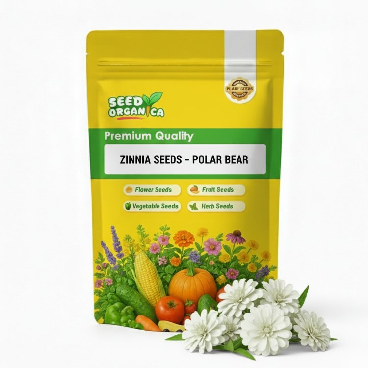 Zinnia Seeds – Polar Bear