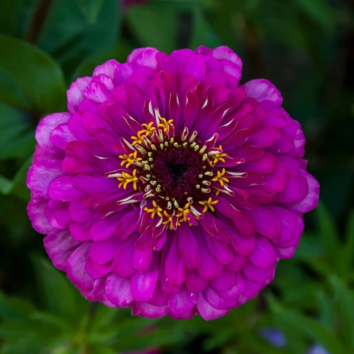Zinnia Seeds – Purple