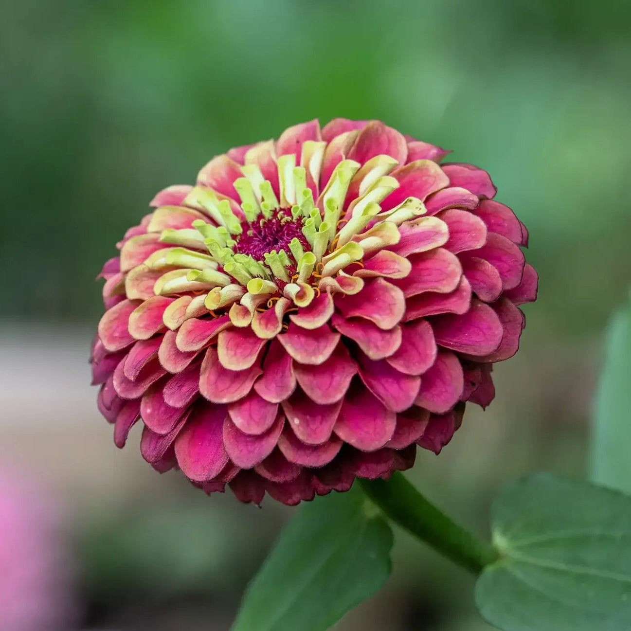 Zinnia Seeds – Queeny Lime Red