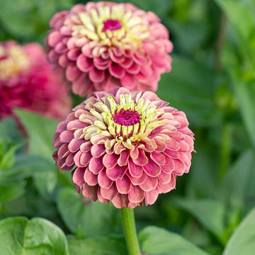 Zinnia Seeds – Queeny Lime Red