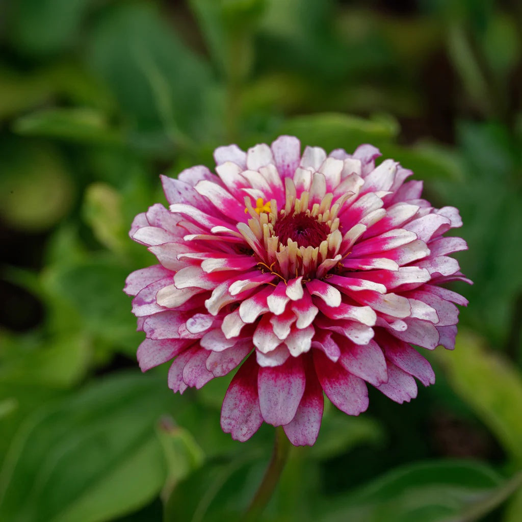 Zinnia Seeds – Red Cream