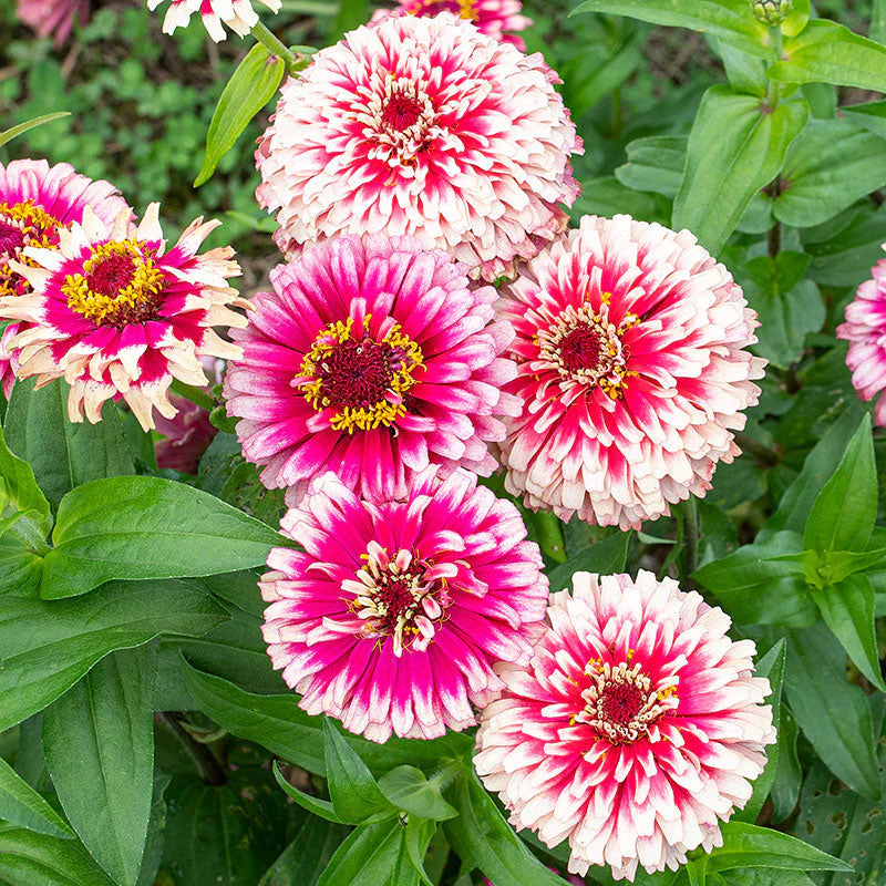 Zinnia Seeds – Red Cream