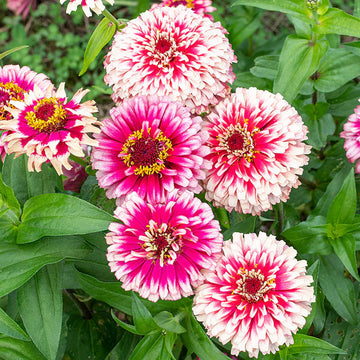 Zinnia Seeds – Red Cream