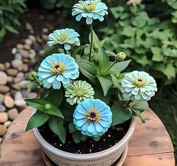 Zinnia Seeds – Sky Blue