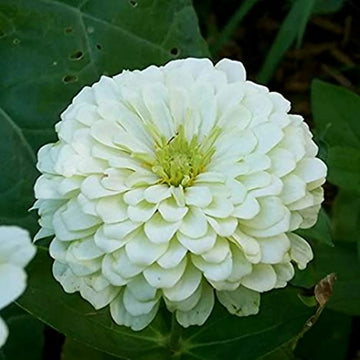 Zinnia Seeds – White