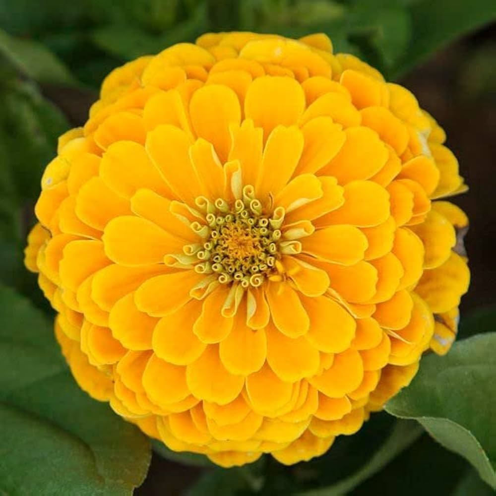 Zinnia Seeds – Yellow