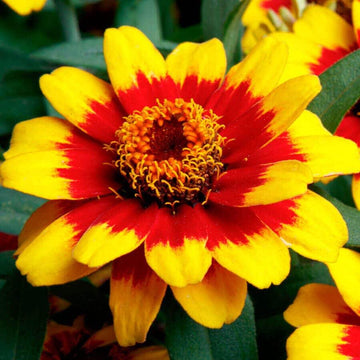 Zinnia Seeds – Yellow Red
