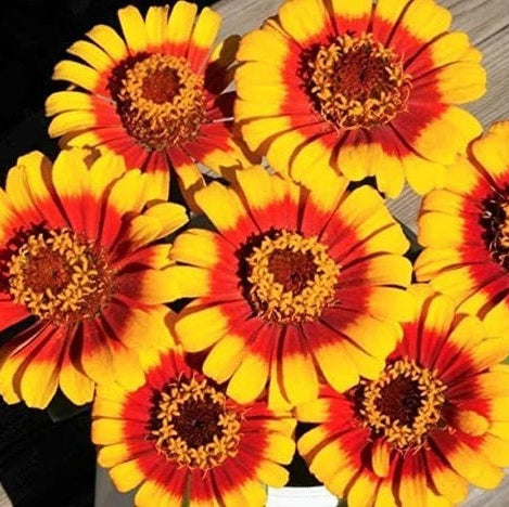 Zinnia Seeds – Yellow Red