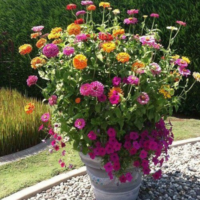 Zinnia Super Cactus Mix Seeds