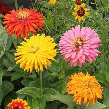 Zinnia Super Cactus Mix Seeds - Flower Plant