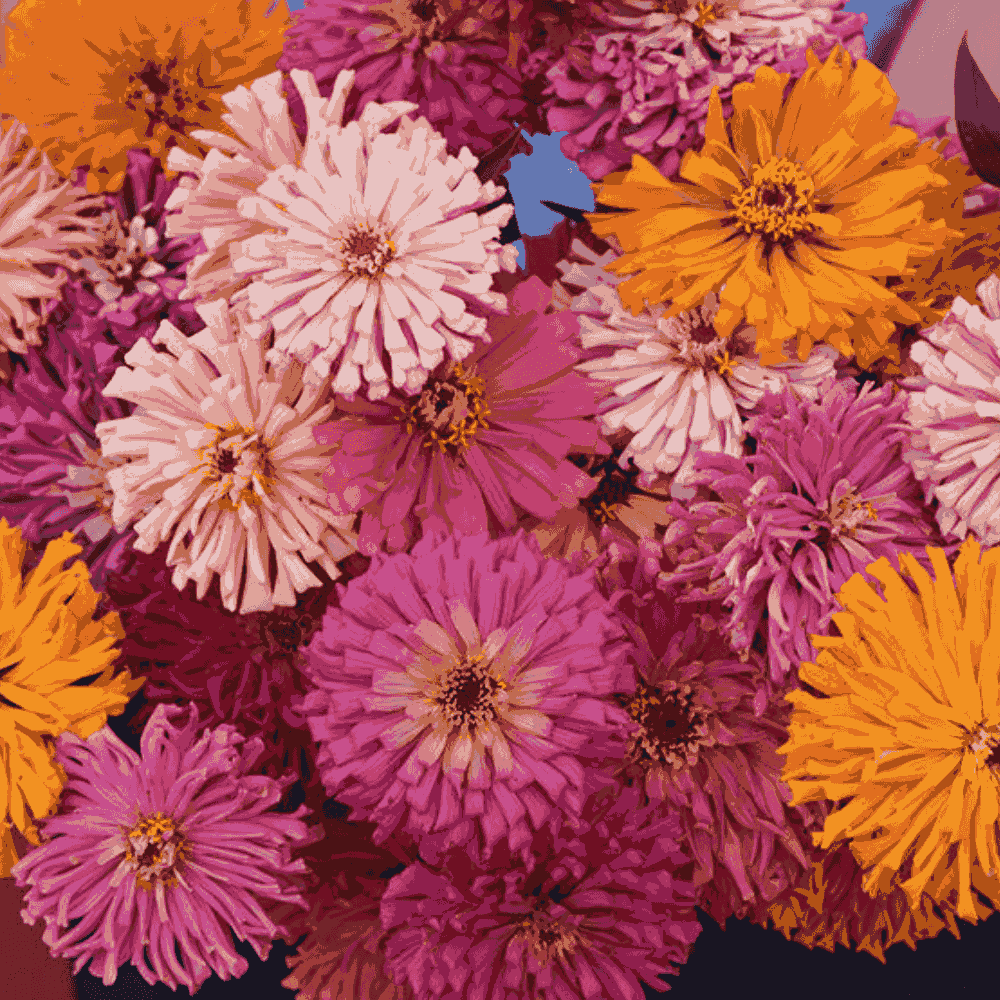 Zinnia Super Cactus Mix Seeds - Flower Plant