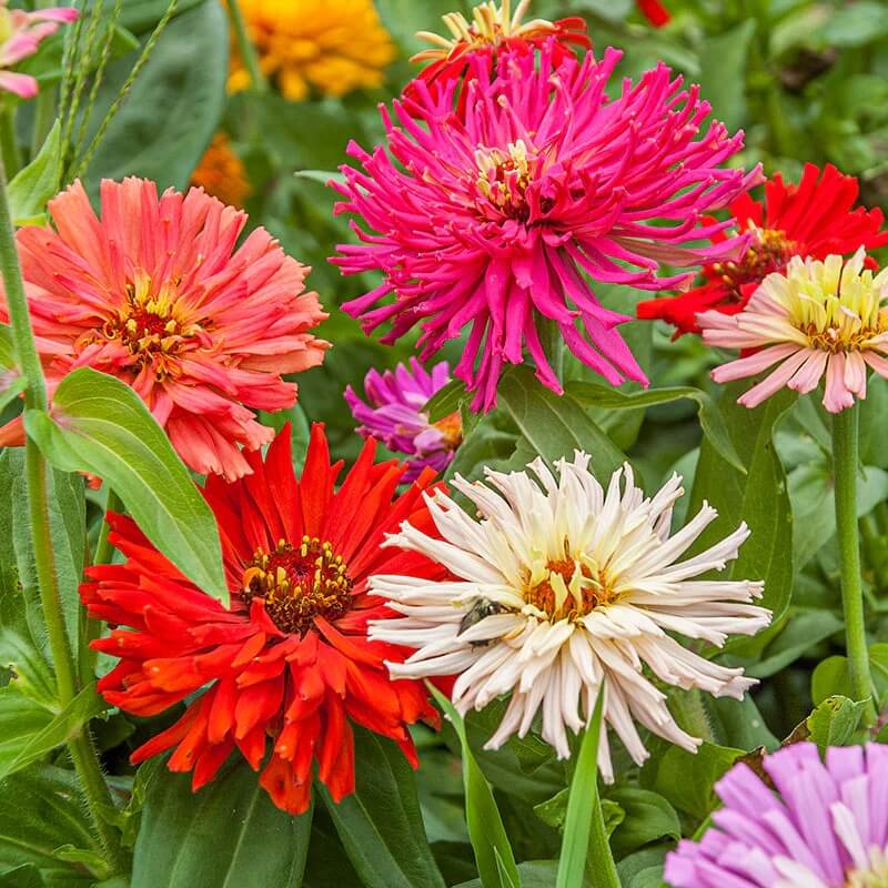 Zinnia Super Cactus Mix Seeds - Flower Plant