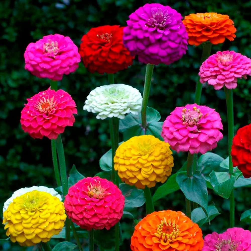 Zinnia Seeds – Vibrant Blooms
